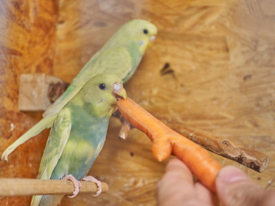 Charlotte und Sophie 3